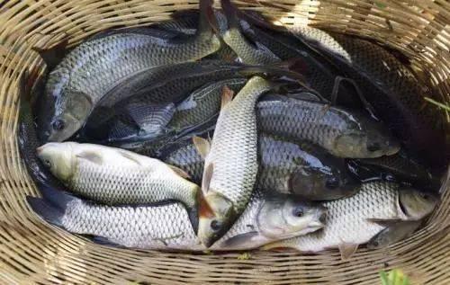 娛樂(lè)吃瓜醬釣魚(yú),揭秘釣魚(yú)圈的那些事兒