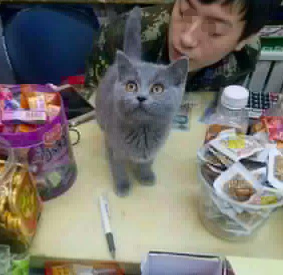 貓咪再見娛樂吃瓜醬,揭秘娛樂圈幕后趣聞