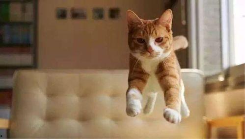 貓咪再見娛樂吃瓜醬,揭秘娛樂圈幕后趣聞