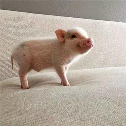 吃瓜豬娛樂新型道歉方式,新型道歉方式席卷娛樂圈