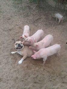 吃瓜豬娛樂新型道歉方式,新型道歉方式席卷娛樂圈