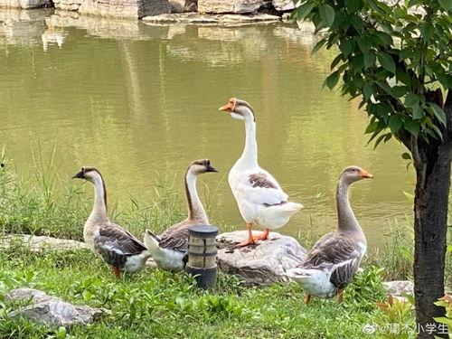 娛樂吃瓜羊,揭秘娛樂圈那些不為人知的幕后故事