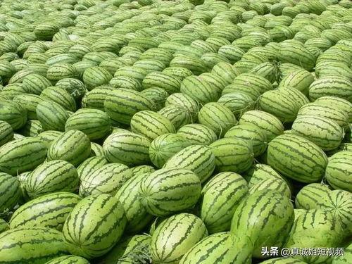 大娛樂吃瓜,大娛樂吃瓜，揭秘明星幕后故事