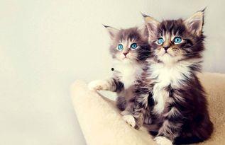 娛樂(lè)吃瓜小貓咪視頻大全,盤(pán)點(diǎn)全網(wǎng)最火的吃瓜小貓咪視頻合集