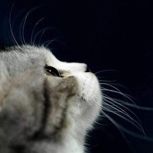 娛樂(lè)吃瓜小貓咪視頻大全,盤(pán)點(diǎn)全網(wǎng)最火的吃瓜小貓咪視頻合集