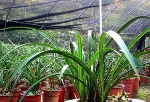 吃瓜娛樂圈小蘭花,娛樂圈的甜蜜瓜果，揭秘明星背后的故事