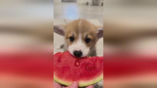 娛樂(lè)圈吃瓜小狗是誰(shuí)啊,揭秘神秘“吃瓜群眾”身份