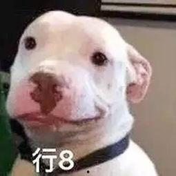 娛樂(lè)圈吃瓜小狗是誰(shuí)啊,揭秘神秘“吃瓜群眾”身份