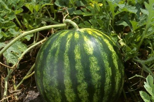 今日吃瓜每日吃瓜熱門大瓜娛樂(lè),娛樂(lè)圈風(fēng)云再起，吃瓜群眾熱議不斷