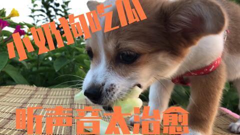 娛樂吃瓜君小奶狗,揭秘娛樂圈那些不為人知的幕后故事