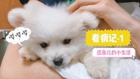 娛樂吃瓜君小奶狗,揭秘娛樂圈那些不為人知的幕后故事