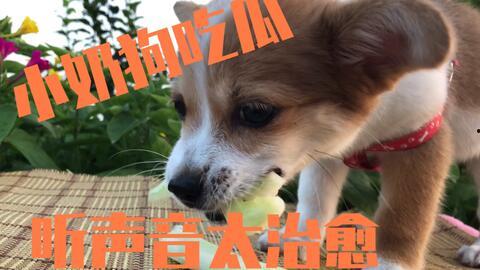 娛樂(lè)吃瓜菌小狗,揭秘娛樂(lè)圈那些不為人知的幕后故事