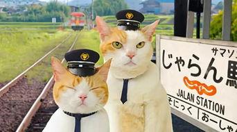 喵喵吃瓜娛樂,揭秘娛樂圈那些不為人知的幕后故事