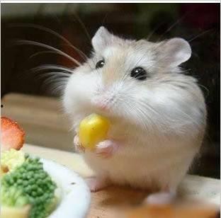 娛樂吃瓜醬鼠鼠頭像,揭秘“娛樂吃瓜醬鼠鼠”頭像背后的故事與魅力