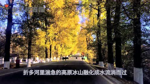 娛樂吃瓜君大麗花,揭秘娛樂圈背后的秘密花絮