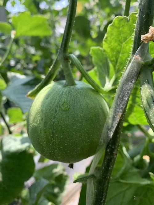 娛樂吃瓜的封面怎么做的,創(chuàng)意與技巧的完美融合