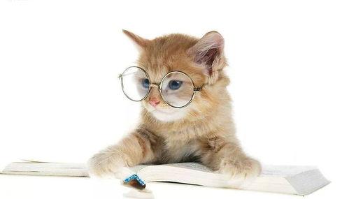 娛樂吃瓜君和貓,揭秘娛樂圈的萌寵趣事