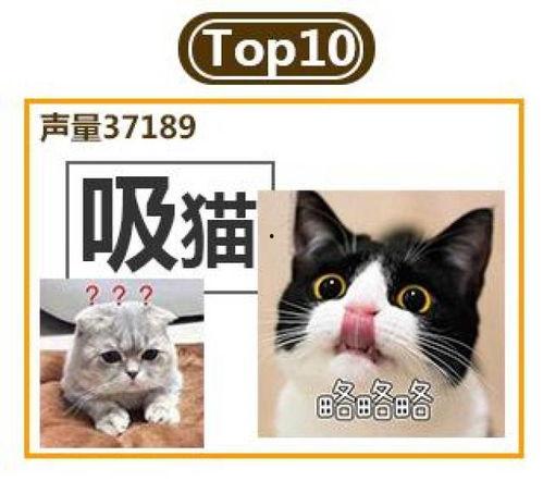 娛樂吃瓜君和貓,揭秘娛樂圈的萌寵趣事