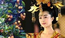 吃瓜娛樂圈貴妃百度云,娛樂圈幕后秘聞大揭秘