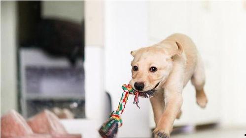 娛樂吃瓜菌關(guān)于狗,揭秘娛樂圈的忠誠寵兒