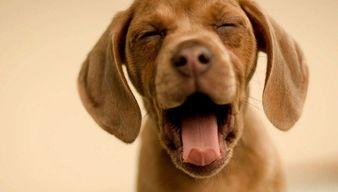 娛樂吃瓜菌關(guān)于狗,揭秘娛樂圈的忠誠寵兒