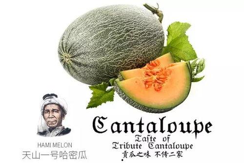 娛樂吃瓜噴子是誰的作品