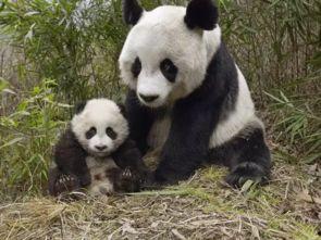 娛樂(lè)吃瓜醬大熊貓生氣,萌態(tài)十足吃瓜醬娛樂(lè)