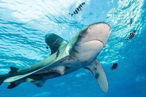 娛樂吃瓜醬鯊魚,揭秘娛樂圈那些不為人知的幕后故事