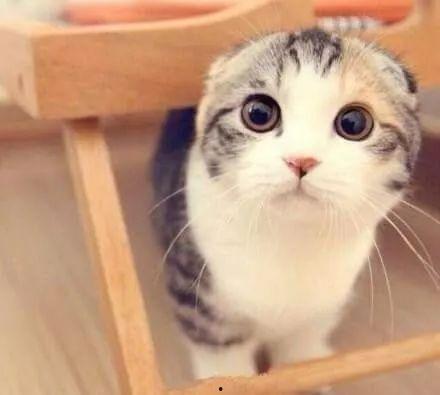 吃瓜娛樂君折耳貓