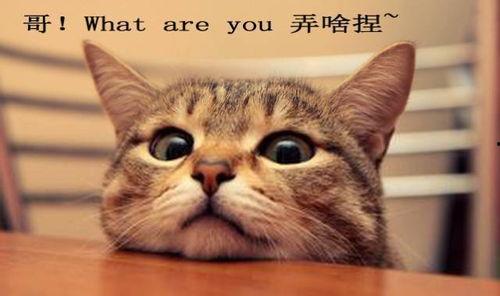 吃瓜娛樂君折耳貓