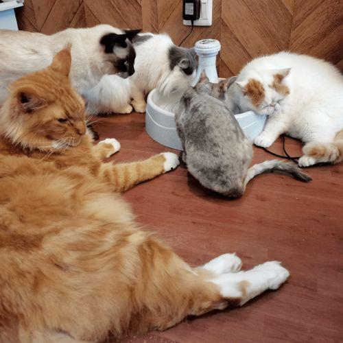 吃瓜娛樂君折耳貓