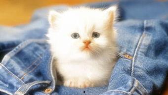 娛樂(lè)吃瓜茶小貓