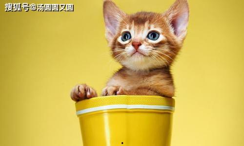 娛樂(lè)吃瓜茶小貓