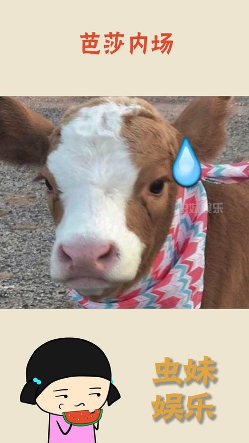 娛樂吃瓜醬鼠,揭秘娛樂圈那些不為人知的幕后故事