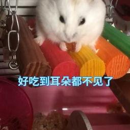 娛樂吃瓜醬鼠,揭秘娛樂圈那些不為人知的幕后故事